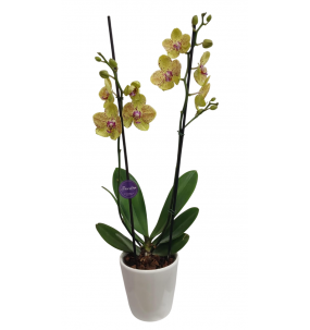 Planta Orquidea