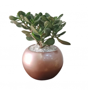 copy of Hummingbird printed...