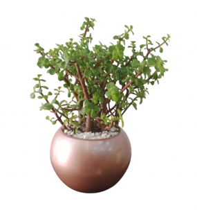 Bonsai de Jade Ref: J013